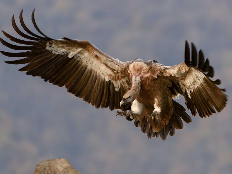 存在主义危机<br>yxepqio.cn 恶心与呕吐